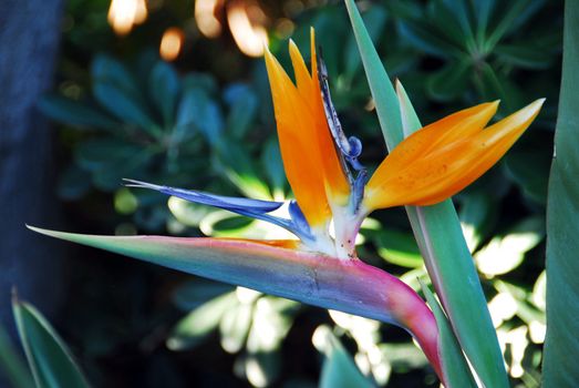 an isolated shot of Flower Bird Of Paradise Strelitzia reginae