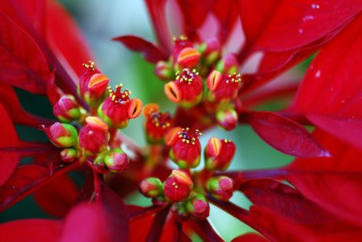 an isolated shot of red Poinsettia Flowers on Christmas