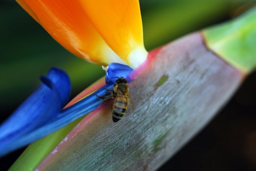 Insect eating Flower Bird Of Paradise Strelitzia reginae