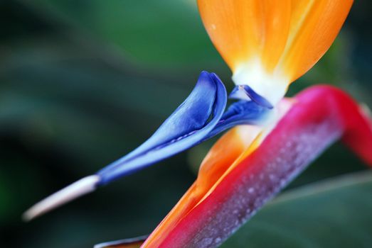 Flower Bird Of Paradise Strelitzia reginae