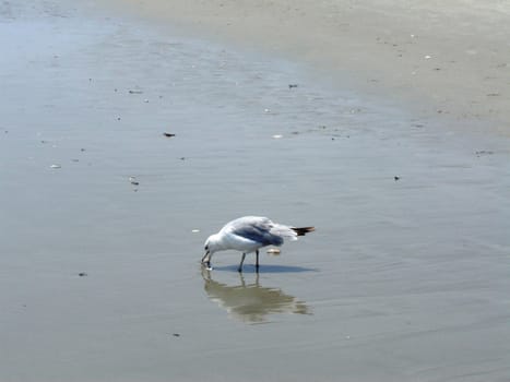 Bird on the Beach