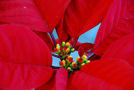 isolated shot of Red Poinsettia Flowers on Christmas