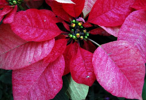 isolated shot of Red Poinsettia Flowers on Christmas