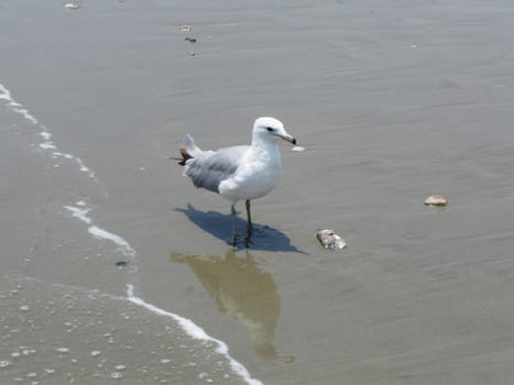 Bird on the Beach