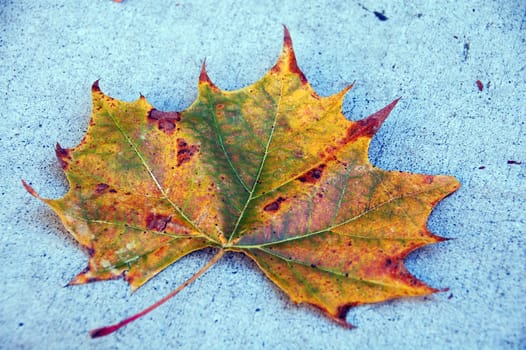isolated shot of Canada Maple Leaf in fall season