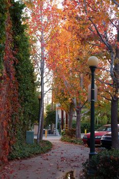 an alley with dry maple leaves during fall season