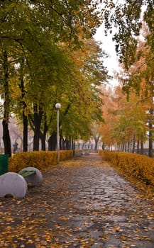 Autumn Park. Alley with yellow trees and fallen leaves. Fall