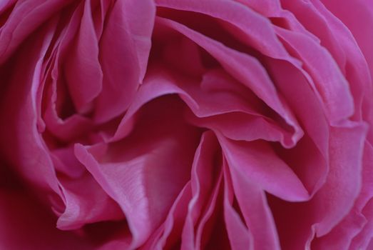 isolated shot of pink rose flower petals