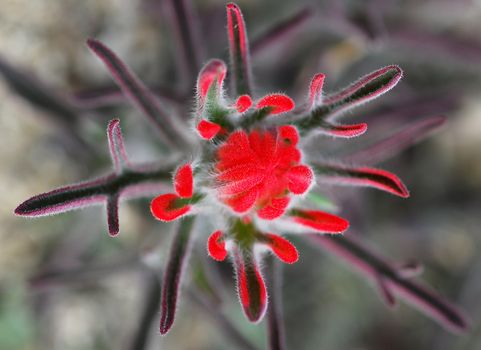 isolated shot of Red Wildflower in Desert