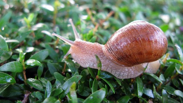 an isolated shot of Snail Crawling on grass