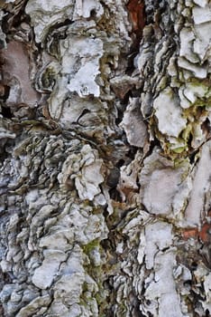 an isolated shot of Tree Bark Texture Background