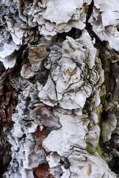 an isolated shot of Tree Bark Texture Background