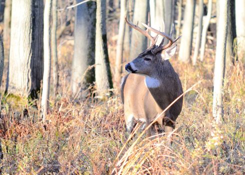 A whitetail deer buck standing in the woods in the rutting season.