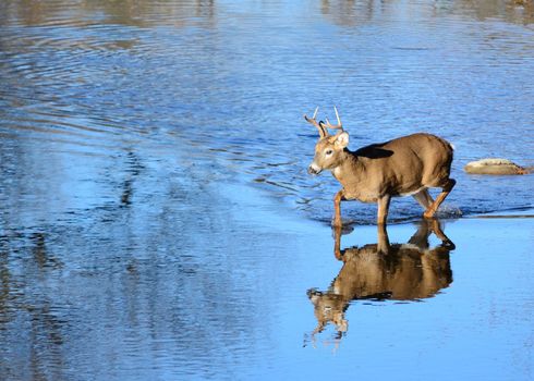 A whitetail deer buck wading in a stream.