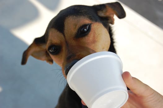 Doggie eating ice cream