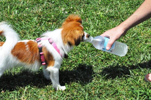 Doggie drinking water