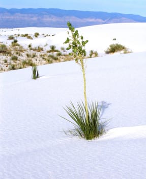 White Sands