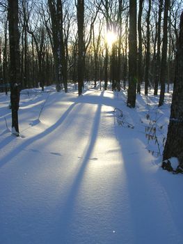 Peace of an ending day in a snowy forest