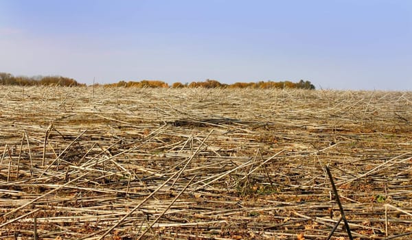 View sunflower fields after harvest. Late autumn