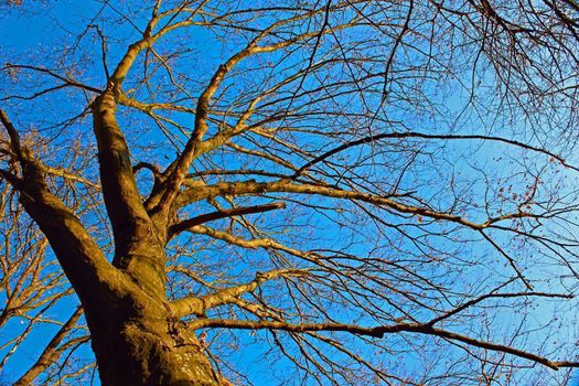 Coma hornbeam aphyllous against the background of blue sky. Late autumn