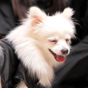 dog smile, pomeranian