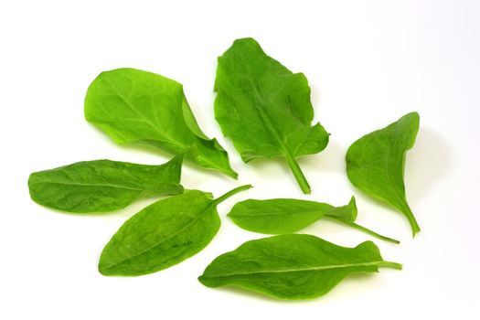 Fresh garden sorrel on bright background