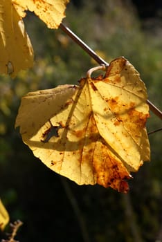 Vine leaf displaying rich autumn colours, seasonal background