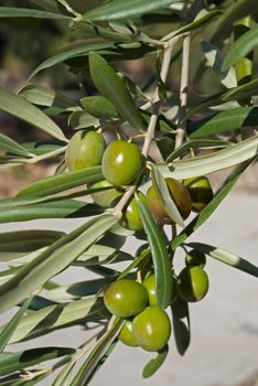 Olive tree branch loaded with ripe fruit 