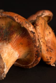Detail take of  seasonal red pine tree mushrooms