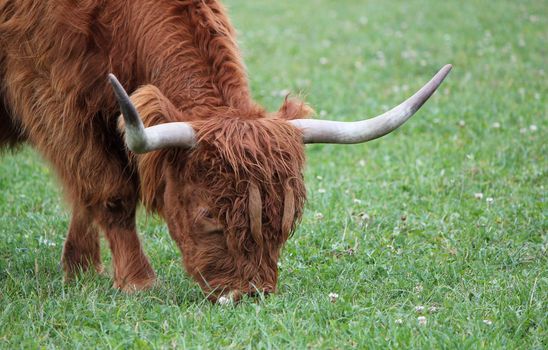 Portrait of a brown beautiful scottish cow with its two big horns eating the green grass