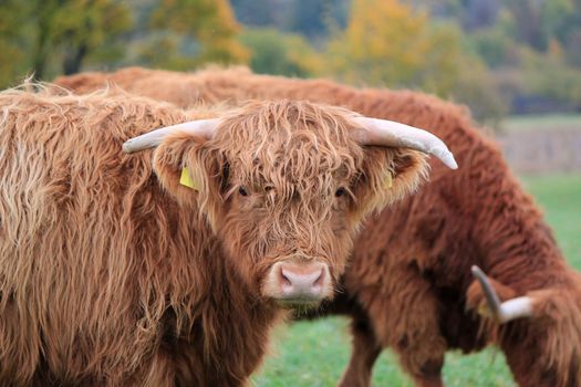 Portrait of a brown beautiful scottish cow with its two horns in front of another one eating