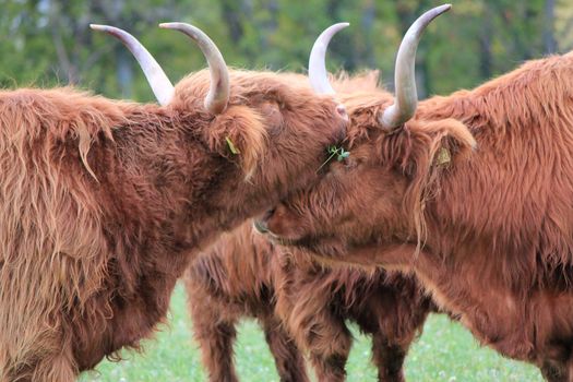 Portrait of brown beautiful scottish cows the head upon the other and with their big horns