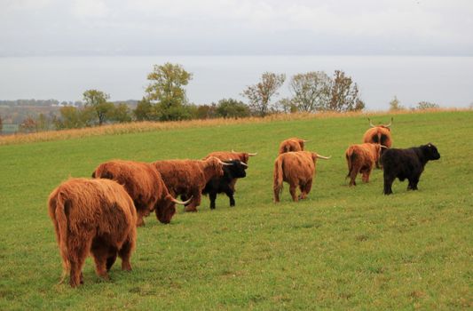 Herd of beautiful highland cows and calf leaving in the mountain by autumn weather