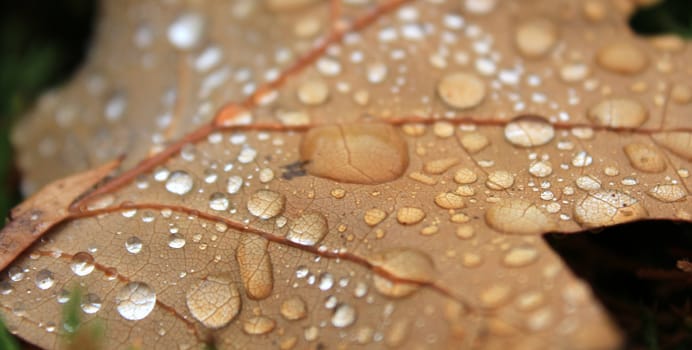 Close up of a red autumn leaf covered with waterdrops