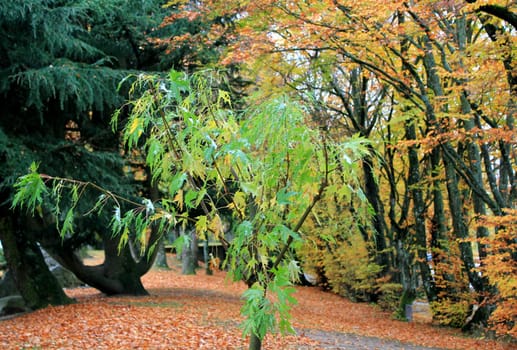 One small and young tree with green leaves by autumn weather in a forest