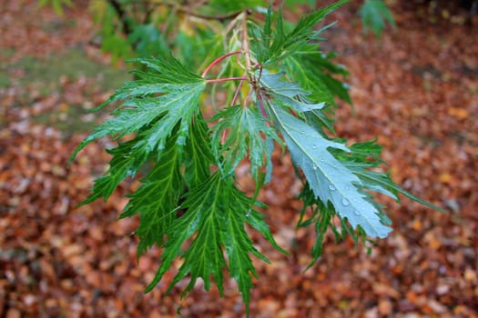 Green leaves of a small and young tree in a forest by autumn weather