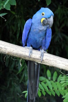 Hyacinthe macaw standing on a branch in a tropical plants background