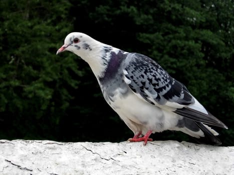 Beautiful white urban pigeon with motley wings