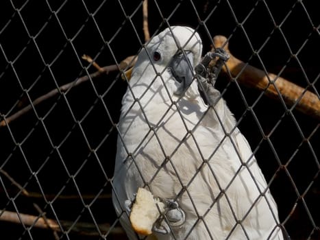 Parrot cockatoo at the cage keeps a piece of bread