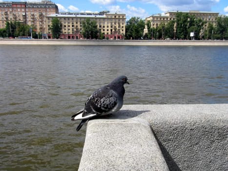 Urban pigeon on a Moscow river background