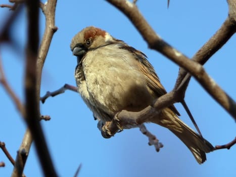 Fat sparrow on a background of blue sky