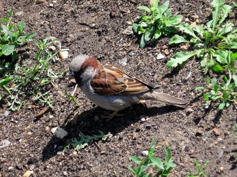Little sparrow stays on the ground, sunny shot