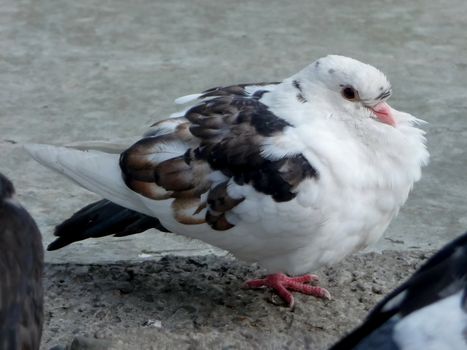 Very beautiful white urban pigeon with motley wings