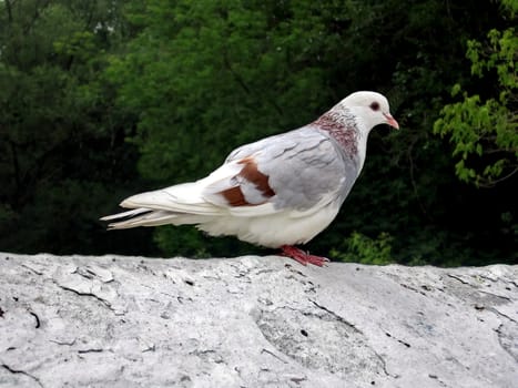 Very beautiful white urban pigeon with gray wings
