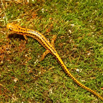 Long-tailed Salamander (Eurycea longicauda) in northern Alabama.