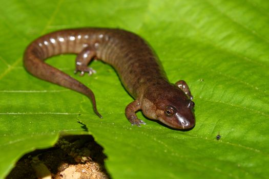 Dusky Salamander (Desmognathus conanti) at Monte Sano State Park in Alabama.