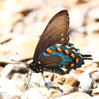 A Pipevine Swallowtail (Battus philenor) along the Natchez Trace National Scenic Parkway in Alabama.