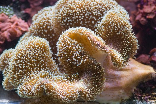 Sea anemone, predatory sea animal, looks like a flower
