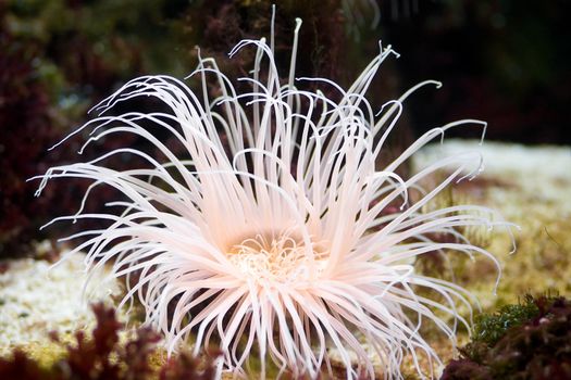 Sea anemone, predatory sea animal, looks like a flower