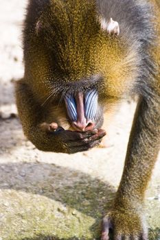 Mandrill drinking water out of its hand 